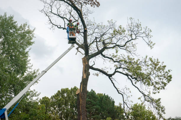 Best Tree Trimming Near Me  in North Cape May, NJ